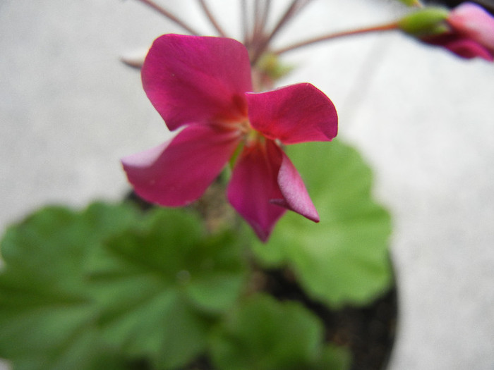 Cyclamen Lia Geranium (2012, June 26)