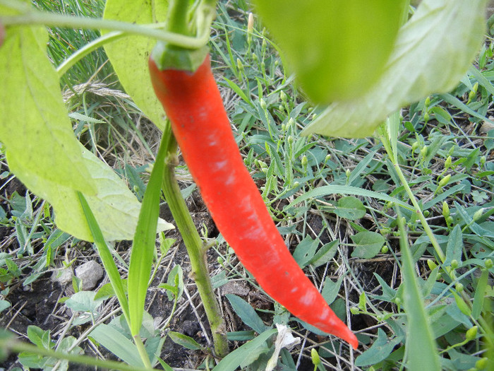 Fireflame F1 Hot Pepper (2012, June 25)