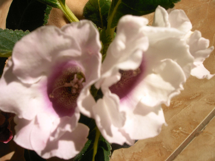 IMAG0012