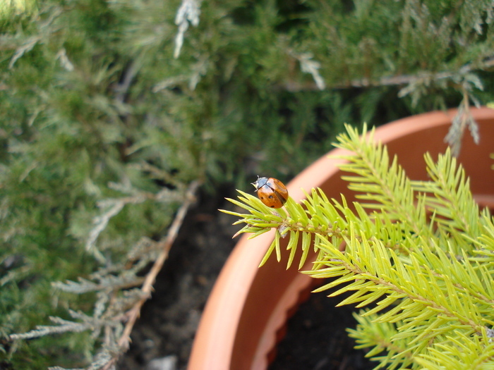 Ladybug_Buburuza (2009, March 31) - Ladybug Red