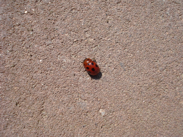 Ladybug_Buburuza (2009, April 05) - Ladybug Red