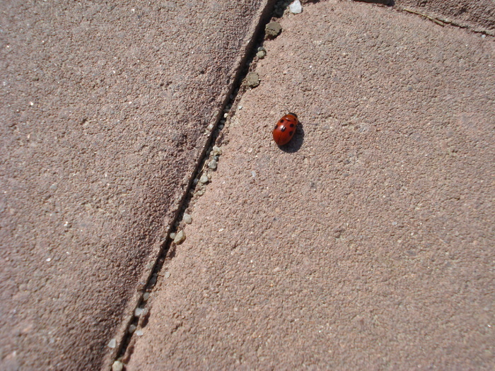 Coccinella magnifica (2009, April 05) - Ladybug Red