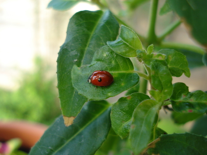 Coccinella magnifica (2009, May 19) - Ladybug Red