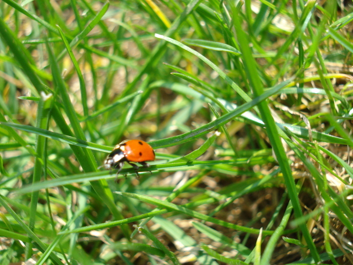 Ladybug, buburuzica, 10apr2010 - Ladybug Red
