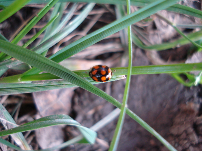 Black Lady Beetle on grass, 01apr10 - Lady Beetle Black