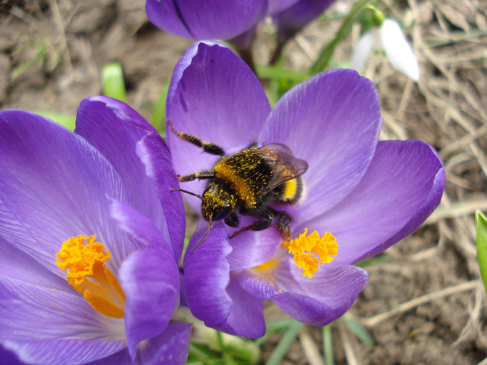 Bumblebee on Crocus (2011, Mar.23) - BEES and BUMBLEBEES