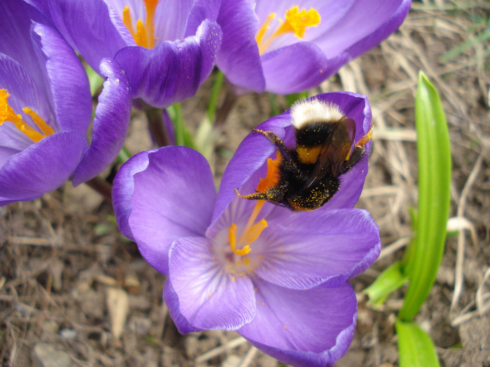 Bumblebee on Crocus (2011, Mar.23)