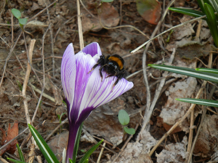 Bumblebee on Crocus (2012, Mar.21) - BEES and BUMBLEBEES