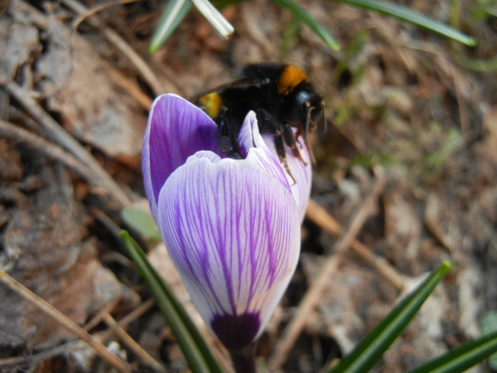 Bumblebee on Crocus (2012, Mar.21)