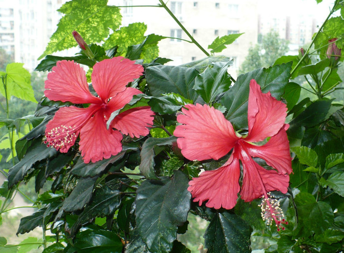 P1400171 - hibiscusi 2012