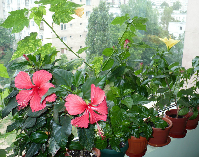 P1400173 - hibiscusi 2012