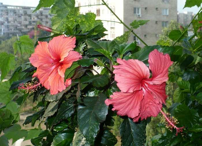 P1400178 - hibiscusi 2012