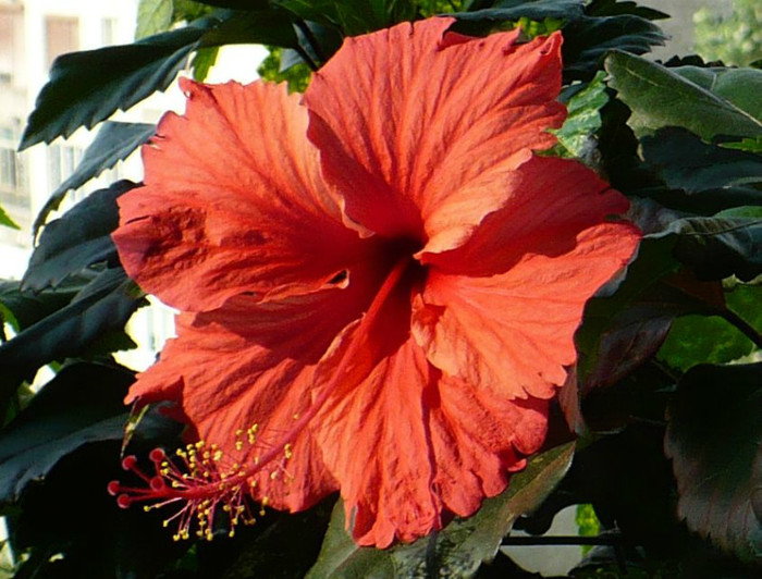P1400179 - hibiscusi 2012