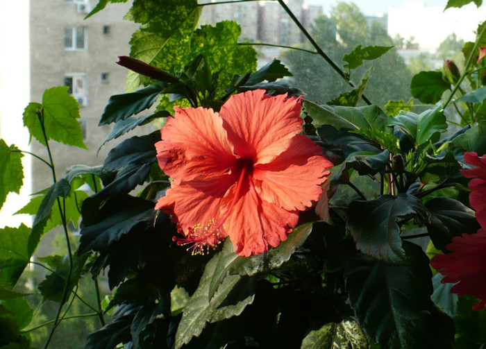 P1400180 - hibiscusi 2012