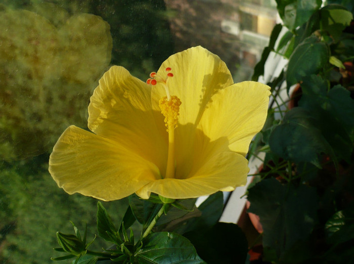 P1400182 - hibiscusi 2012