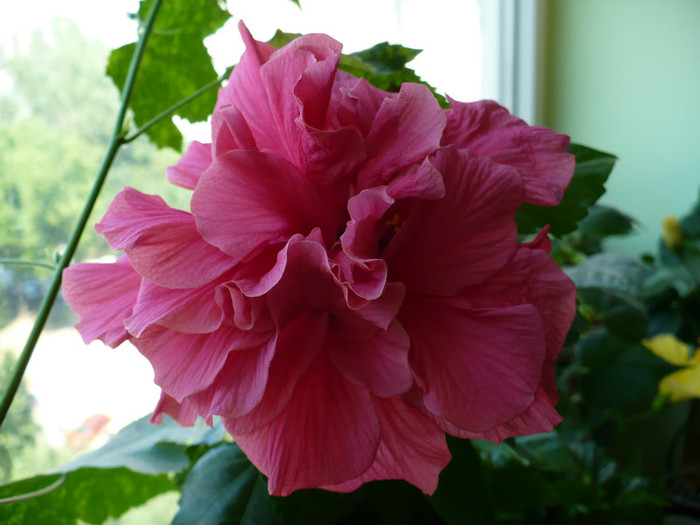 P1400235 - hibiscusi 2012