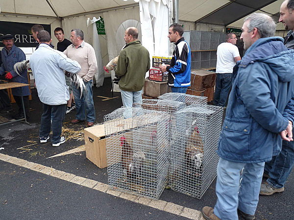 limousine net - 971 limousine pentru pescari