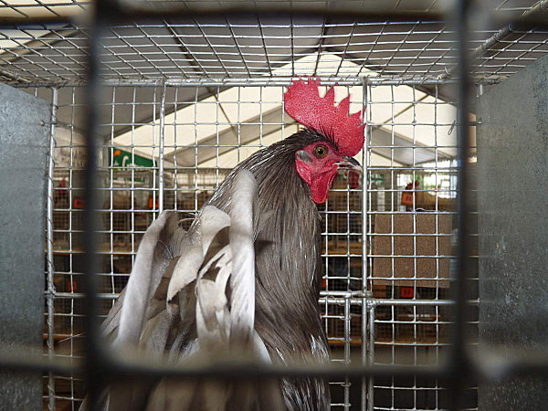 limousine net - 971 limousine pentru pescari