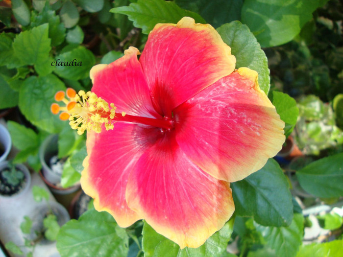 DSC05554 - 00 hibiscus