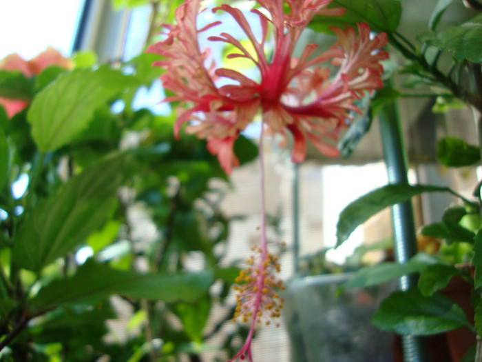 DSC05545 - 00 hibiscus