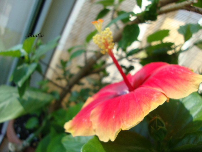 DSC05551 - 00 hibiscus