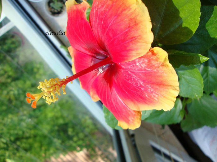 DSC05552 - 00 hibiscus