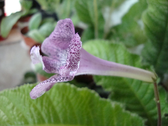 DSC05127 - 00 streptocarpus