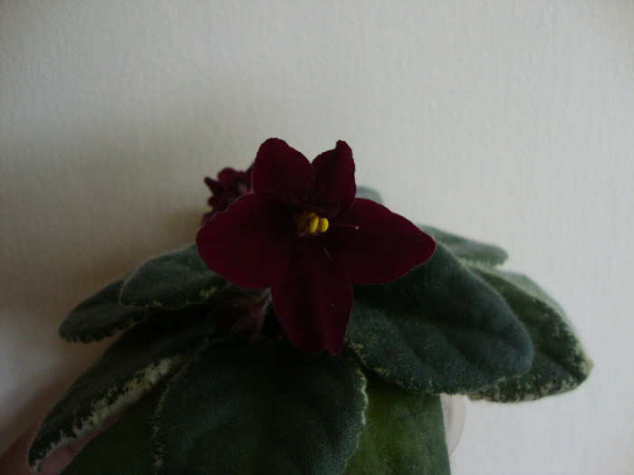 DSC05085 - 00 violete