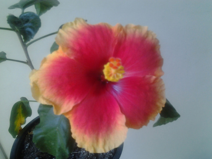 2012-06-26 12.15.13 - HIBISCUS