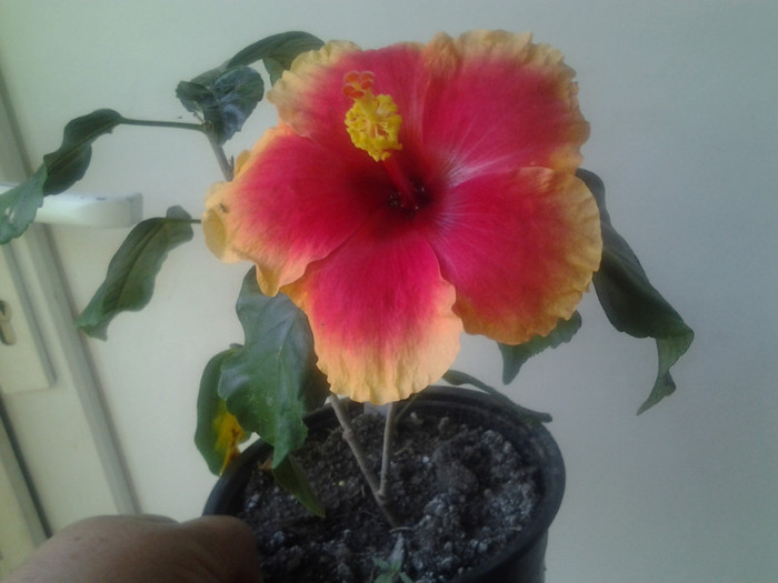 2012-06-26 12.15.01 - HIBISCUS