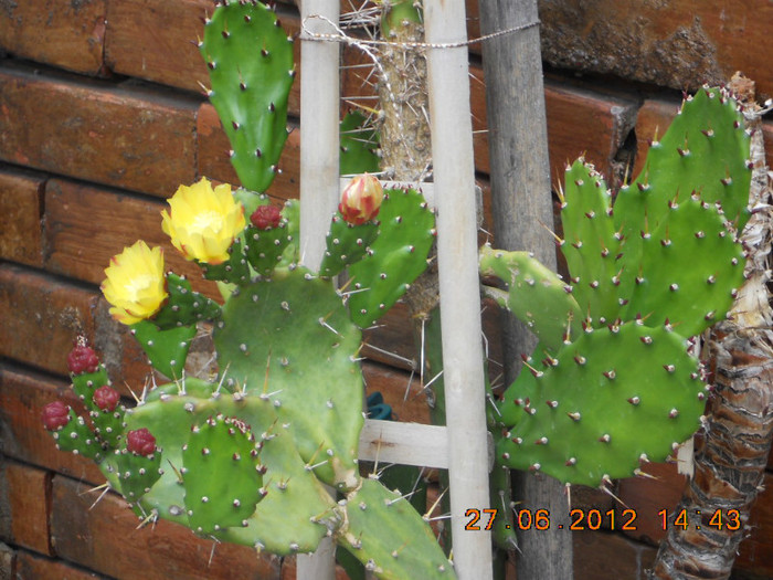  - cactusii mei infloriti