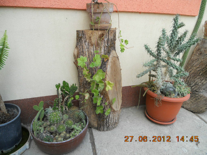  - cactusii mei infloriti