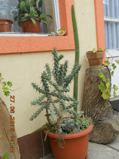  - cactusii mei infloriti