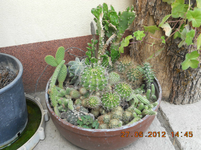  - cactusii mei infloriti