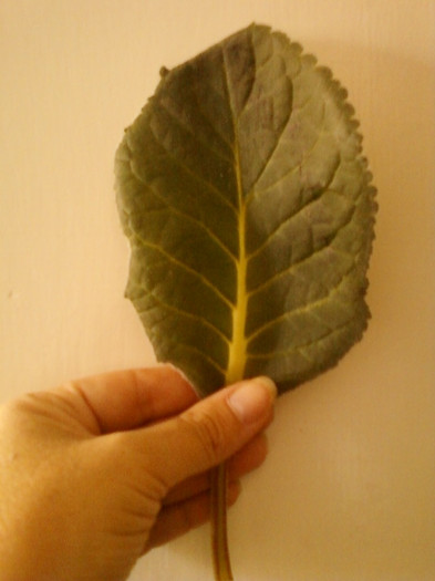 gloxi kaiser wilhelm