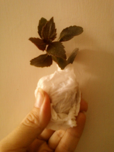 26 iunie 2012-flori 011