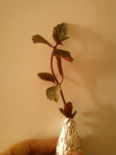 26 iunie 2012-flori 016