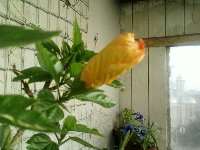 27 iunie 2012-flori 001