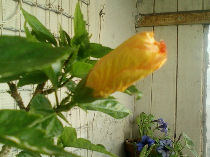 27 iunie 2012-flori 005