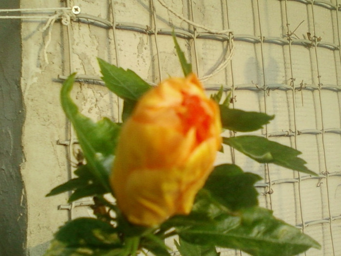 27 iunie 2012-flori 012