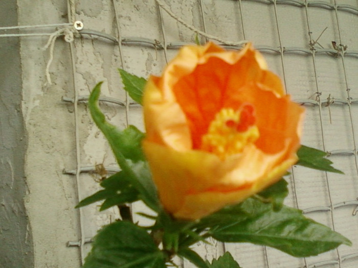 27 iunie 2012-flori 027