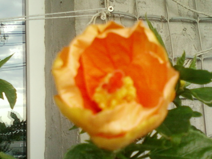 27 iunie 2012-flori 029