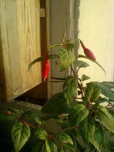 27 iunie 2012-flori 004