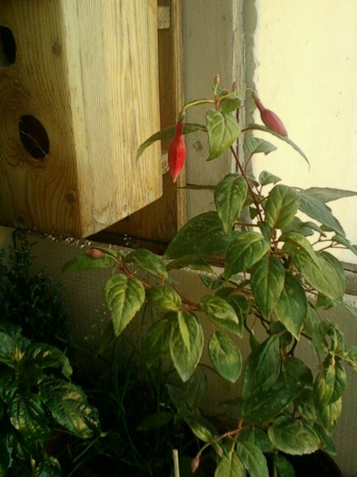 27 iunie 2012-flori 007