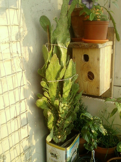 27 iunie 2012-flori 011