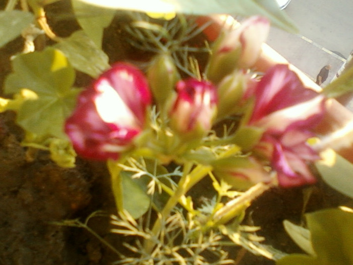 27 iunie 2012-flori 021