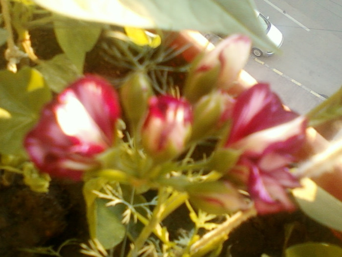 27 iunie 2012-flori 022