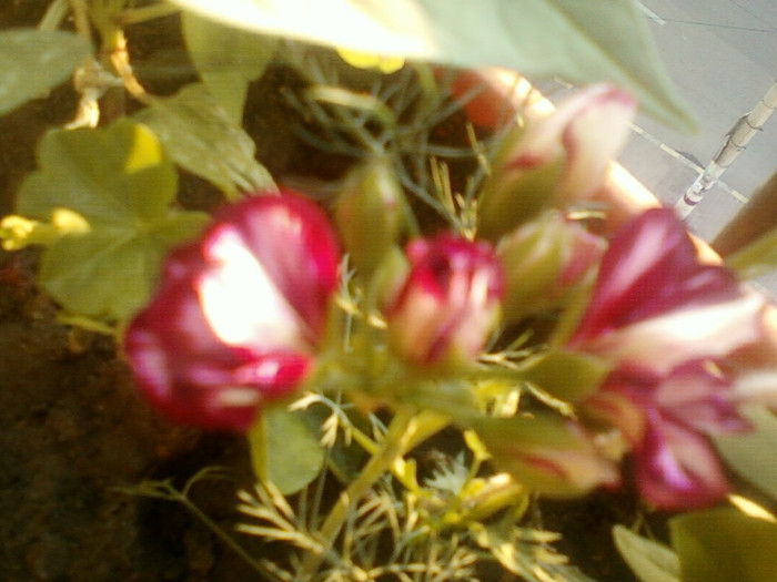 27 iunie 2012-flori 023