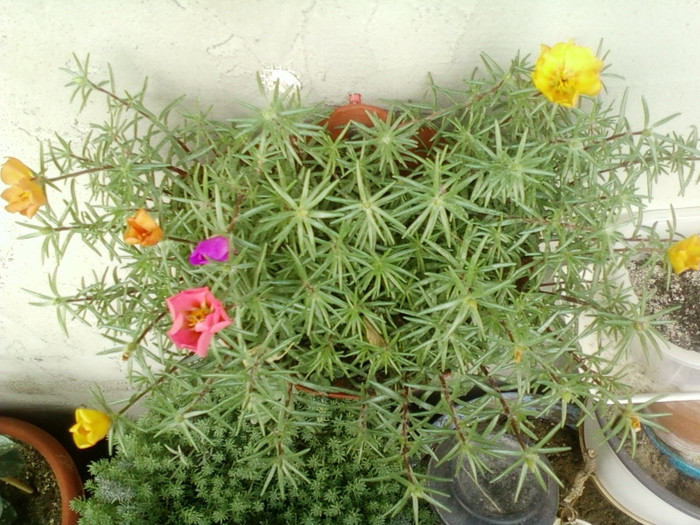 27 iunie 2012-flori 037