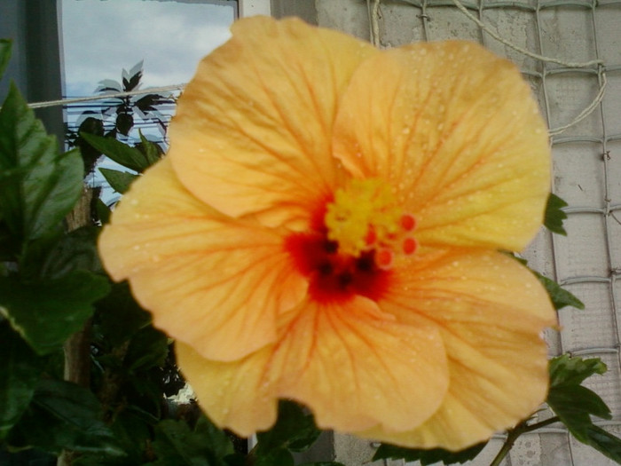 27 iunie 2012-flori 075